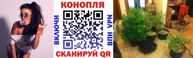 Бошки марихуана гибрид дарнет шоп блэк спрут вход Островной